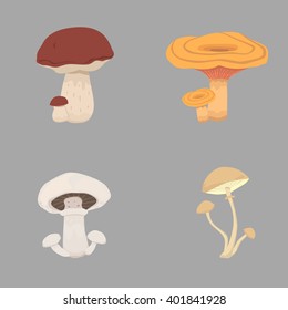 different kinds of mushrooms. set mushroom vector illustration