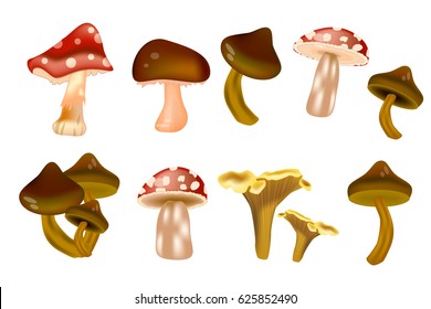 Different kinds of mushrooms.Cartoon vector illustration