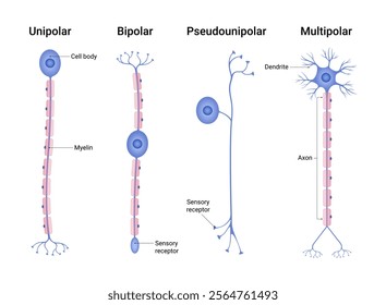 Different Kinds of the Neurons