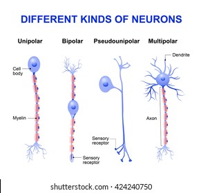 Different kinds of neurons