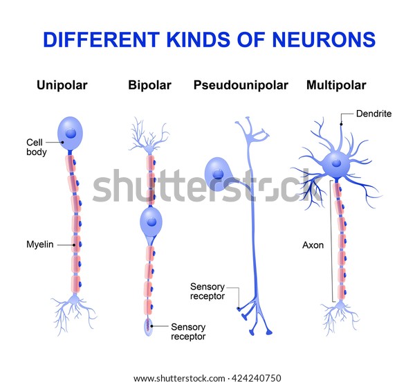 Suchen Sie Nach Verschiedene Arten Von Neuronen Stockbildern In Hd Und Millionen Weiteren Lizenzfreien Stockfotos Illustrationen Und Vektorgrafiken In Der Shutterstock Kollektion Jeden Tag Werden Tausende Neue Hochwertige Bilder Hinzugefugt