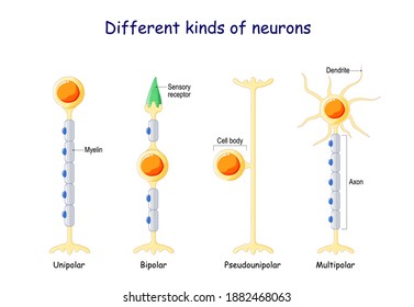Diferentes tipos de neuronas. Tipos de neuronas: Neuronas unipolares, bipolares, multipolares y pseudopolares. Ilustración vectorial.