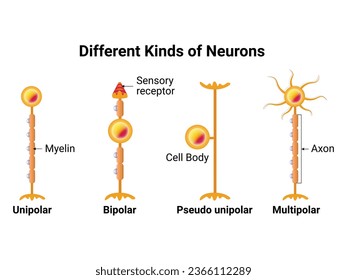 Diferentes tipos de neuronas Ciencia Diseño Ilustración vectorial