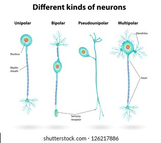 Different kinds of neurons. Vector scheme structure of a typical neuron