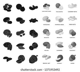 Different kinds of nuts black.mono icons in set collection for design.Nut Food vector symbol stock web illustration.