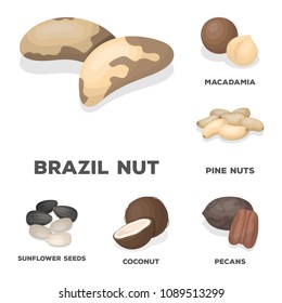 Different kinds of nuts cartoon icons in set collection for design.Nut Food vector symbol stock web illustration.
