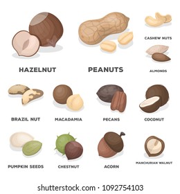 Different kinds of nuts cartoon icons in set collection for design.Nut Food vector symbol stock web illustration.