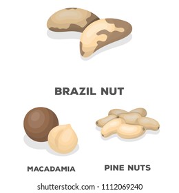 Different kinds of nuts cartoon icons in set collection for design.Nut Food vector symbol stock web illustration.