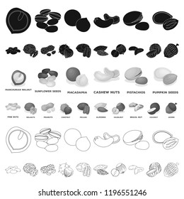 Different kinds of nuts cartoon icons in set collection for design.Nut Food vector symbol stock web illustration.