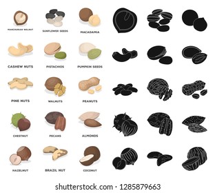 Different kinds of nuts cartoon,black icons in set collection for design.Nut Food vector symbol stock web illustration.
