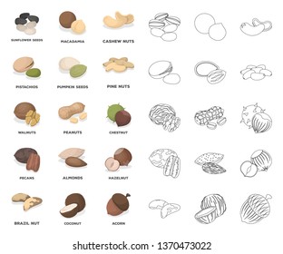 Different kinds of nuts cartoon,outline icons in set collection for design.Nut Food vector symbol stock web illustration.