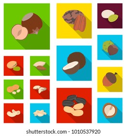Different kinds of nuts flat icons in set collection for design.Nut Food vector symbol stock web illustration.