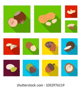 Different kinds of nuts flat icons in set collection for design.Nut Food vector symbol stock web illustration.