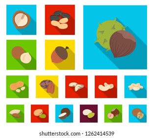 Different kinds of nuts flat icons in set collection for design.Nut Food vector symbol stock web illustration.