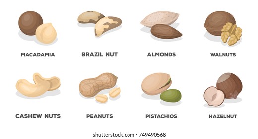 Different kinds of nuts icons in set collection for design.Nut Food vector symbol stock web illustration.