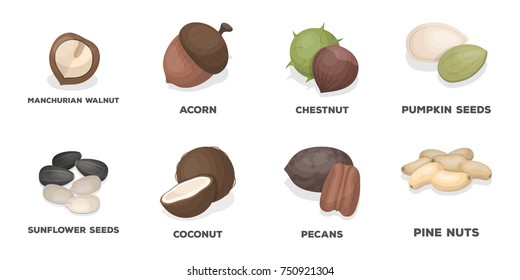 Different kinds of nuts icons in set collection for design.Nut Food vector symbol stock  illustration.
