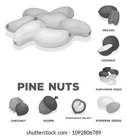 Different kinds of nuts monochrome icons in set collection for design.Nut Food vector symbol stock web illustration.