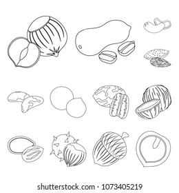 Different kinds of nuts outline icons in set collection for design.Nut Food vector symbol stock web illustration.