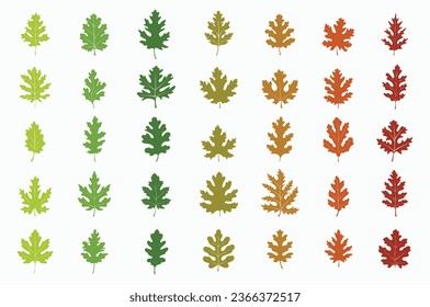 Diferentes tipos de hojas de roble con color de temporada natural Primavera otoño otoño invierno invierno naranja rojo amarillo rojo amarillo verde ilustración de icono