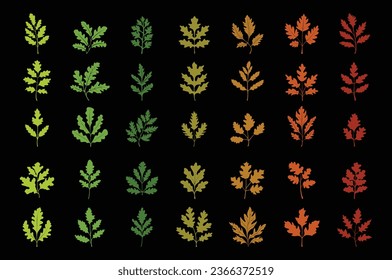 Diferentes tipos de hojas de roble con color de temporada natural Primavera otoño otoño invierno invierno naranja rojo amarillo rojo amarillo verde ilustración de icono