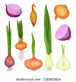 Different kinds of onions set, red, yellow, white and green onion vector Illustrations on a white background