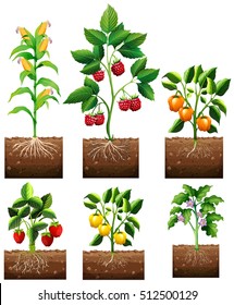 Different kinds of plant in garden illustration