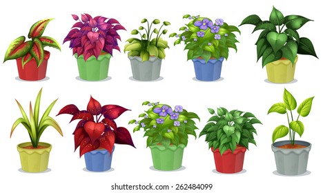 Different kinds of potted plants for gardening