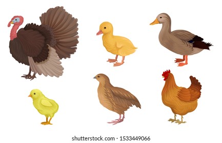 Different Kinds Of Poultry Vector Illustration Set Isolated