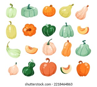 Different kinds of squashes or pumpkins vector illustrations set. Collection of cartoon drawings of pumpkins, healthy food isolated on white background. Vegetables, autumn, nature, harvest concept