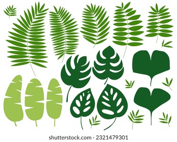Different kinds of tropical exotic plants leaves set. Vector set of tropical and jungle leaves