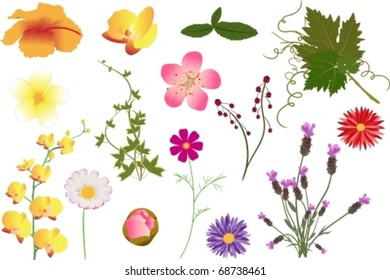 Verschiedene Arten von Vektorblumen und Blättern