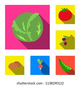 Different kinds of vegetables flat icons in set collection for design. Vegetables and vitamins vector symbol stock web illustration.