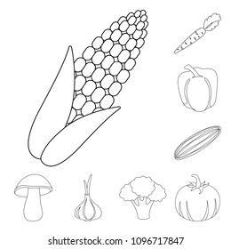 Different kinds of vegetables outline icons in set collection for design. Vegetables and vitamins vector symbol stock web illustration.