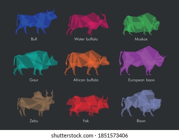 different kinds of wild bulls