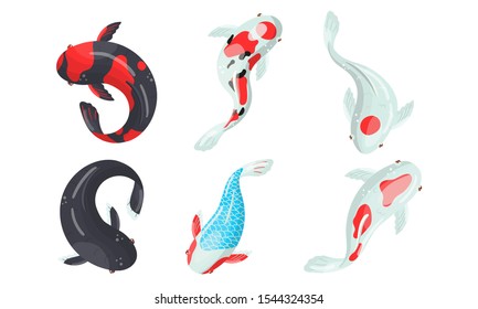 Different Koi Fish Swimming. View From Above Vector Illustrated Set