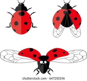 Different ladybugs set. Isolated on white background