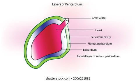 Different Layers Of The Pericardium