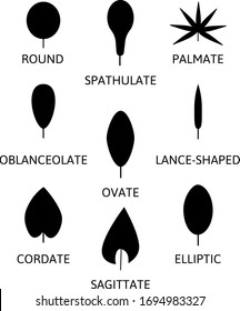 different leaf shapes lance-shaped, ovate, elliptic, cordate, round, oblanceolate, spathulate, palmate, sagittate. Silhouette of each leaf. Vector illustration isolated on white.