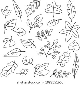 Different leaves botanical line vector icon set