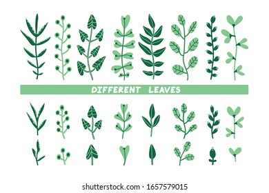 Diferentes ilustraciones. Colección de plantas extraídas a mano. Conjunto de sucursales