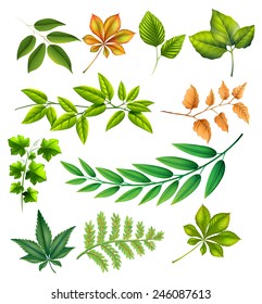 Different leaves on a white background