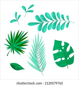 Different leaves of tropical plants. Set of herbs and plants for decoration. Vector illustration isolated on white background.