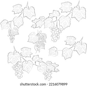 different line drawing grape, wine plant branches