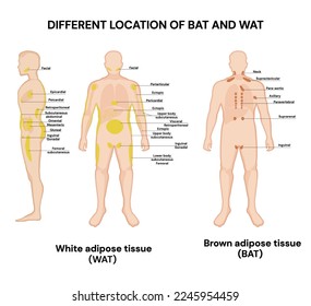 Different location of White Adipose Tissue and Brown Adipose Tissue. Vector medical illustration. Infographic.