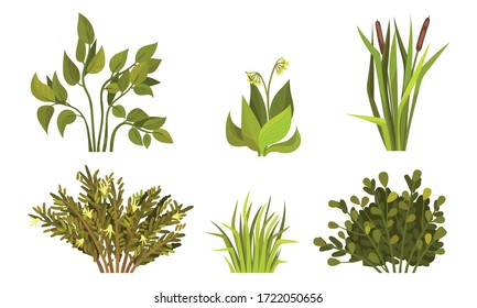 Different Lush Bushes and Grass with Reed Plant Vector Set