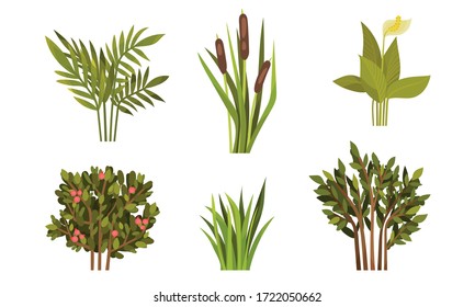 Different Lush Bushes and Grass with Reed Plant Vector Set