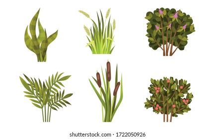 Diferentes arbustos y hierbas con conjunto de vectores de plantas de junco