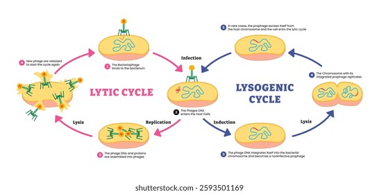 Different of Lytic cycle and Lysogenic cycle, Cell reproduction, labeled  bacteriophage nucleic acid into host bacterium genome. Lysis and infection, replication, induction, infection, dna.