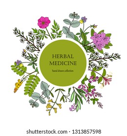 Different medicinal plants collection. Hand drawn vector illustration