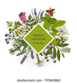 Different medicinal plants collection. Hand drawn vector illustration